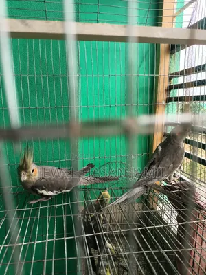 কোকাটেল পাখি বিক্রি হবে