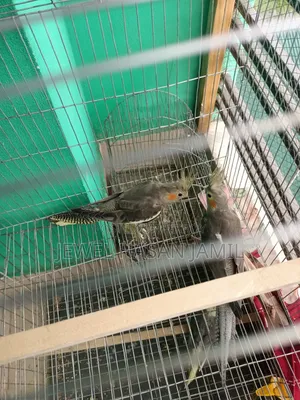 কোকাটেল পাখি বিক্রি হবে