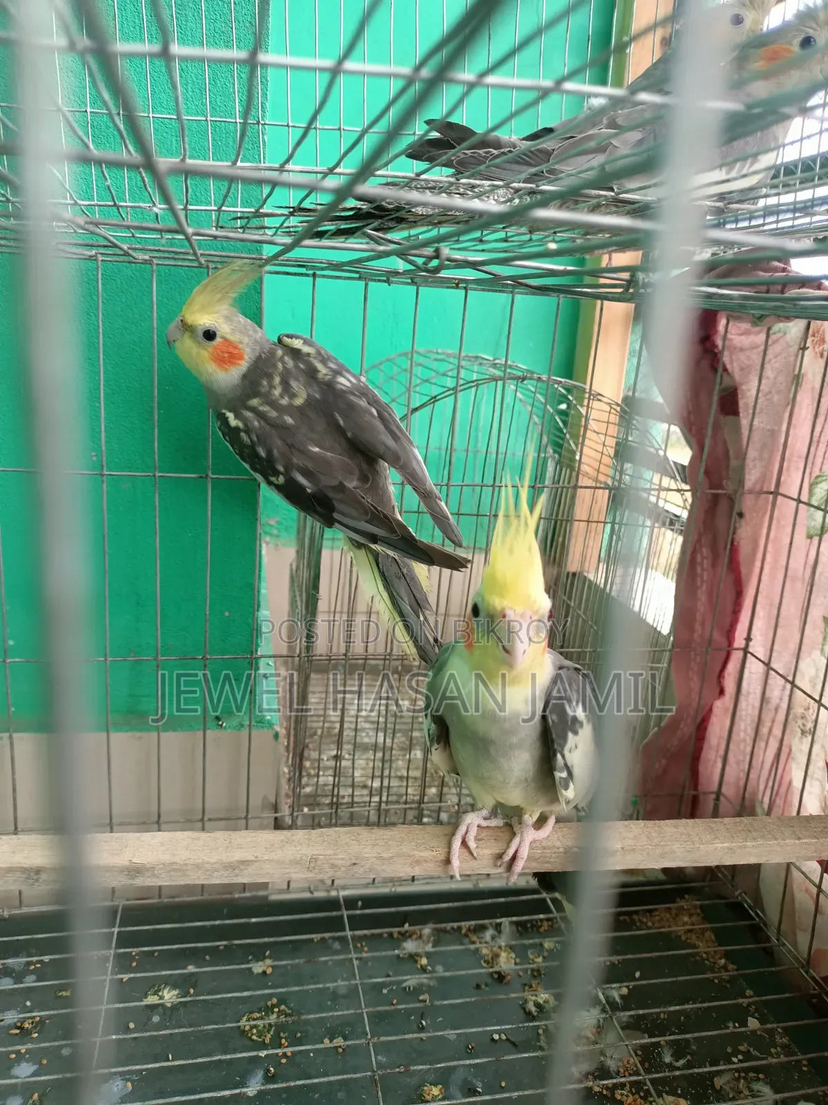 কোকাটেল পাখি বিক্রি হবে