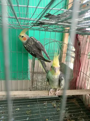 কোকাটেল পাখি বিক্রি হবে