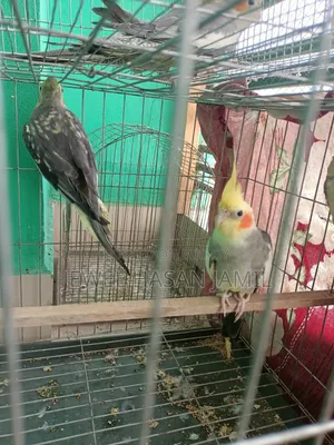 কোকাটেল পাখি বিক্রি হবে