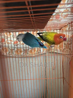লাভবার্ড পেয়ার