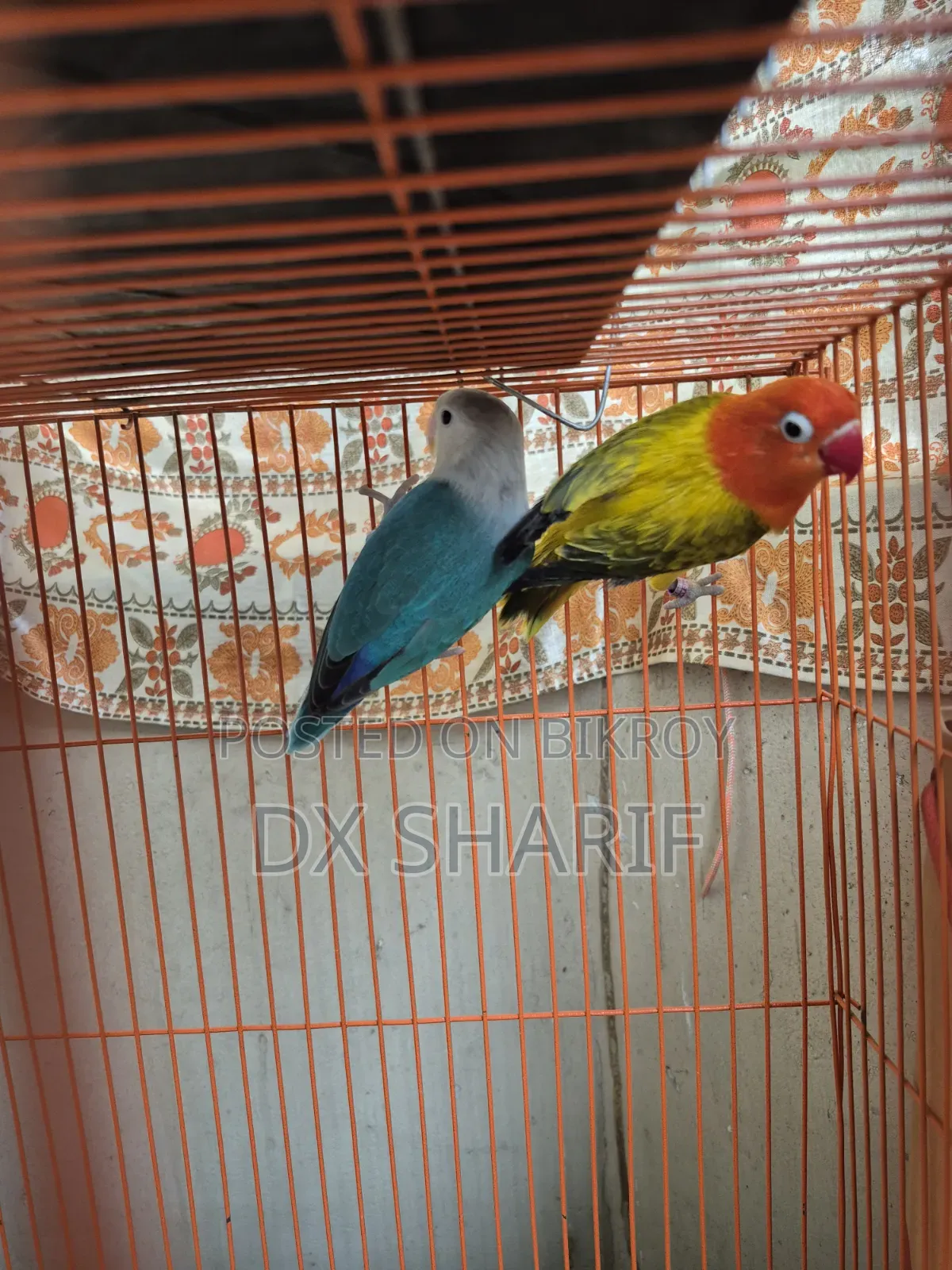 লাভবার্ড পেয়ার