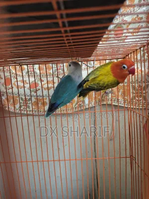 লাভবার্ড পেয়ার