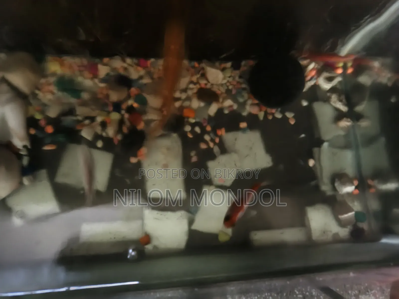 অ্যাকোয়ারিয়াম মাছ বিক্রি