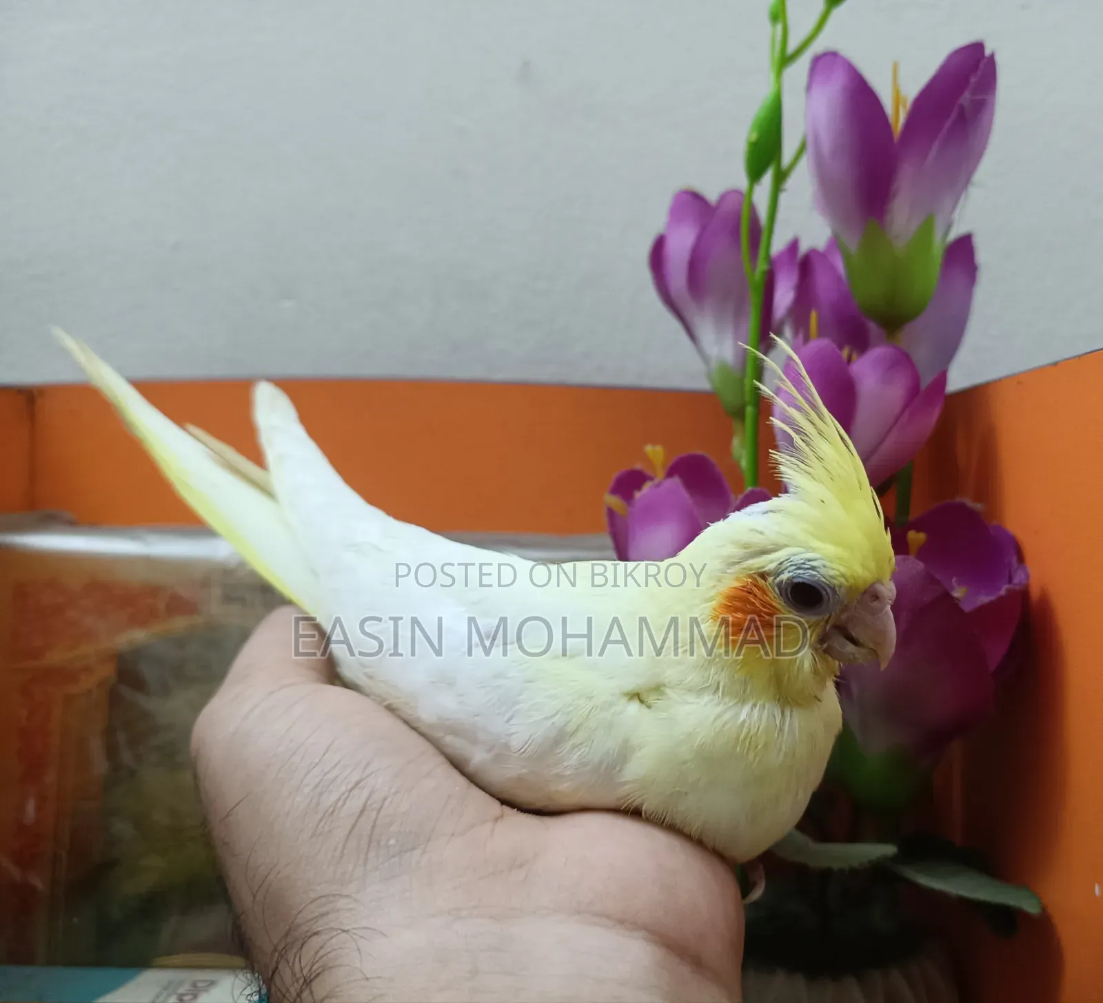প্রিমিয়াম লু্টিনো ককটেল বেবি সেল