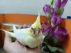 প্রিমিয়াম লু্টিনো ককটেল বেবি সেল