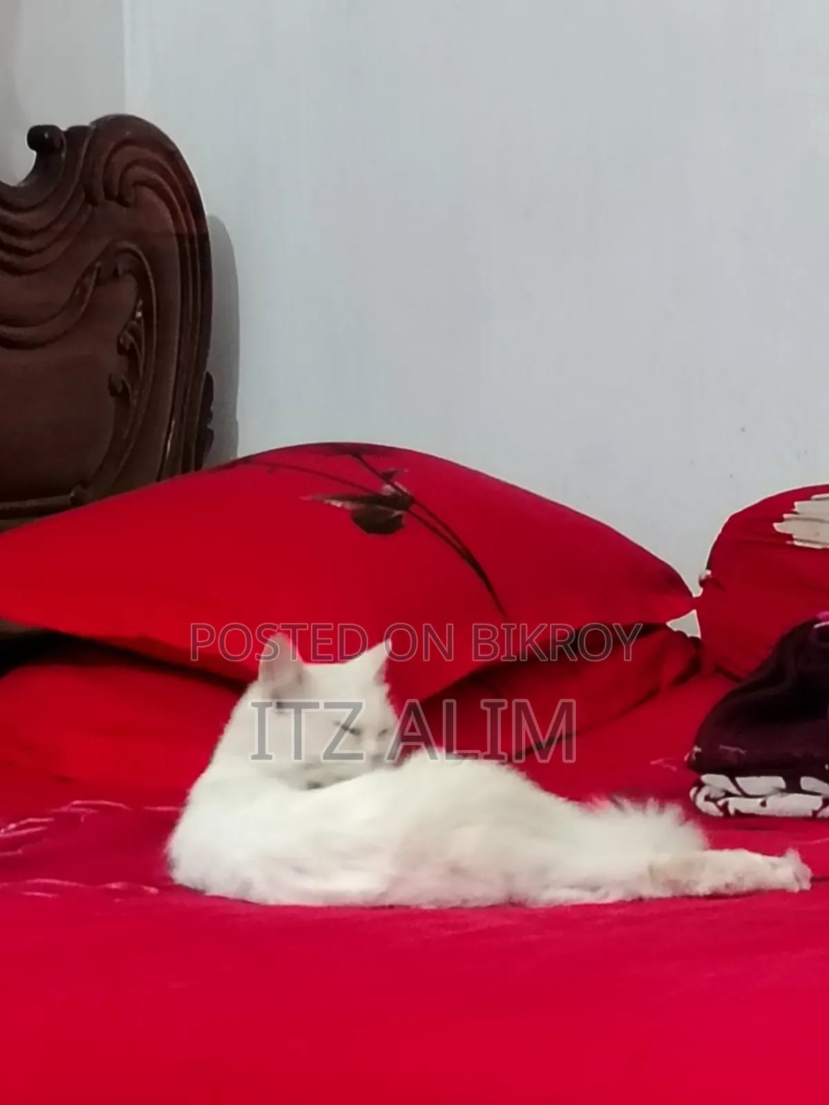 ৬-১২ মাসের ফিমেল পিউরব্রেড পার্সিয়ান