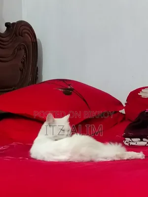৬-১২ মাসের ফিমেল পিউরব্রেড পার্সিয়ান