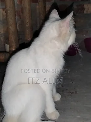 ৬-১২ মাসের ফিমেল পিউরব্রেড পার্সিয়ান