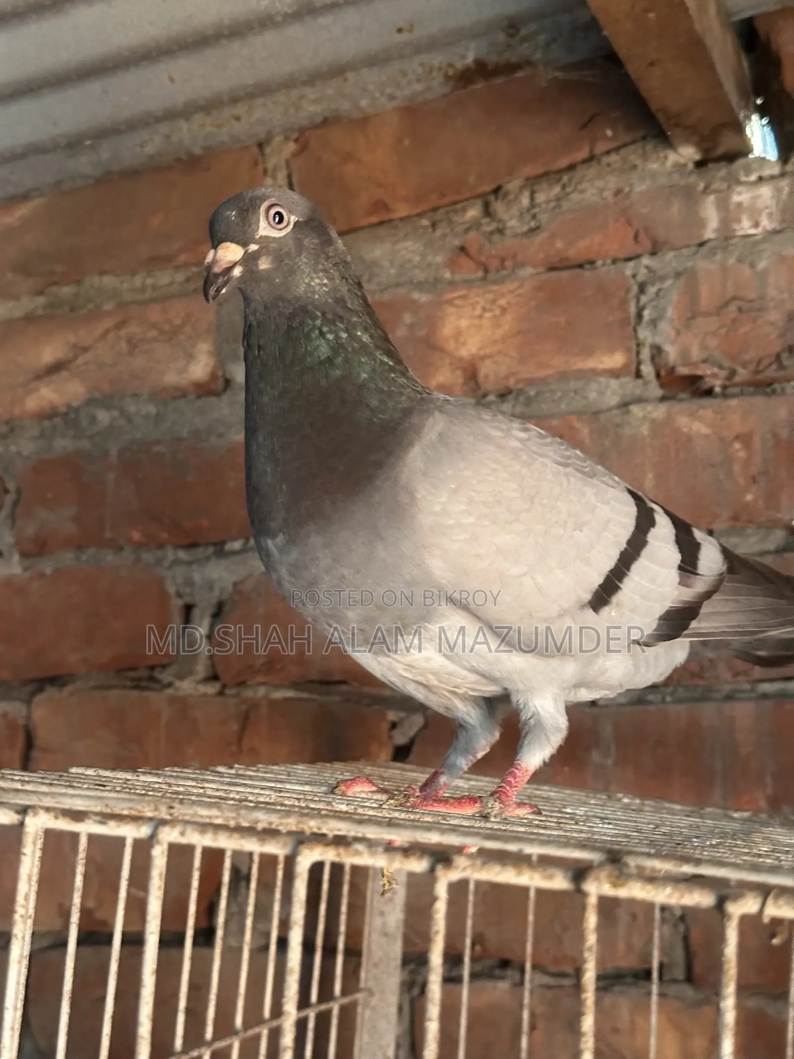 Sabji Racer Male Pigeon