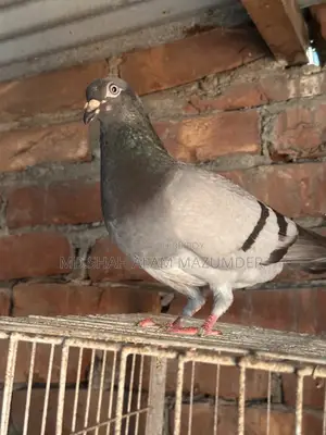 Sabji Racer Male Pigeon