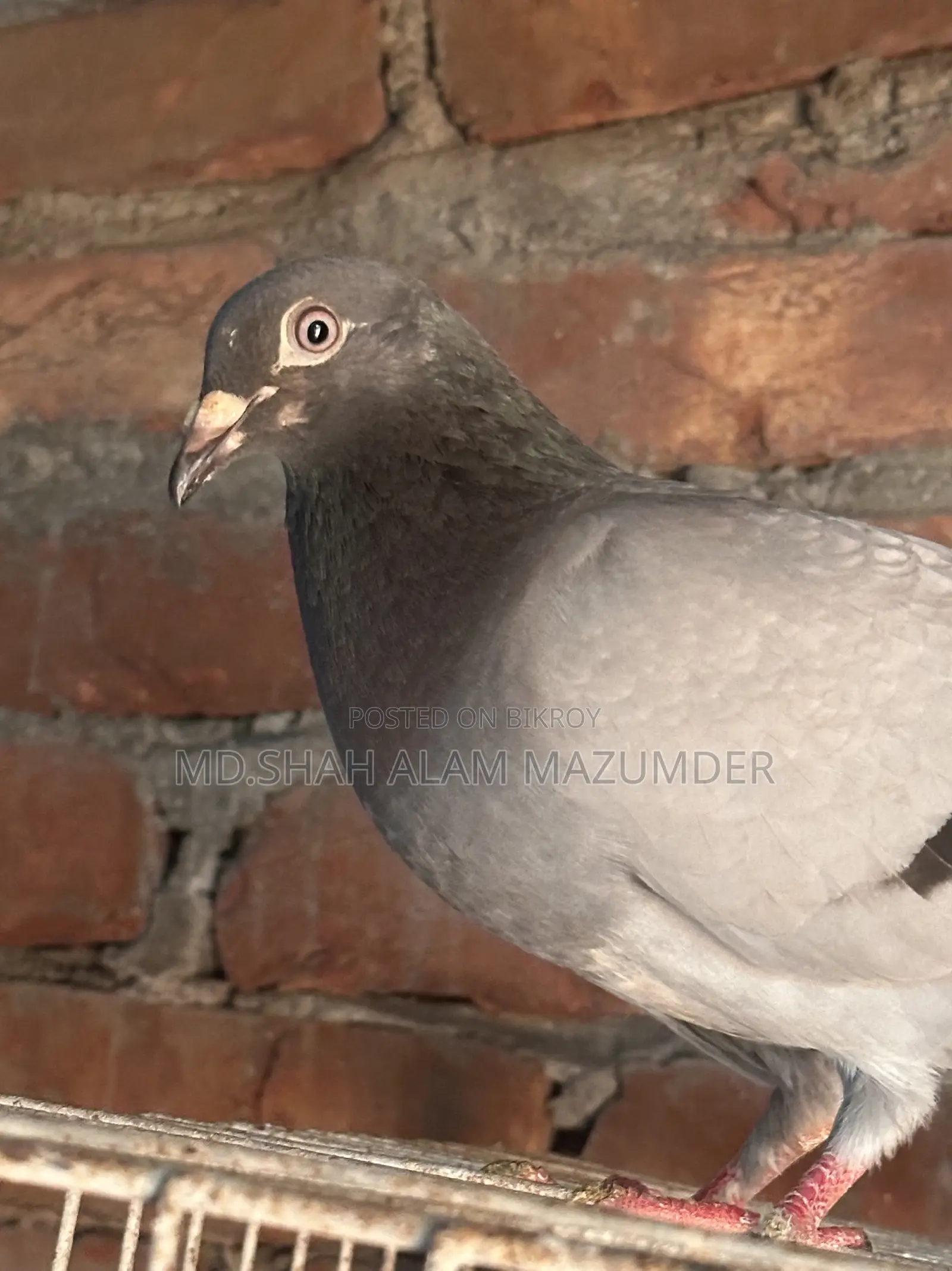 Sabji Racer Male Pigeon