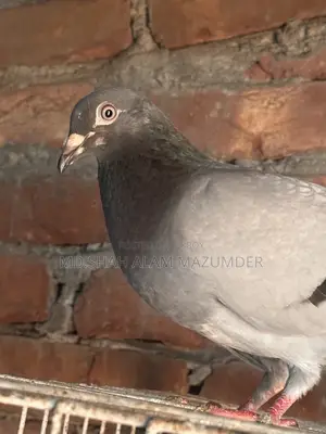 Sabji Racer Male Pigeon