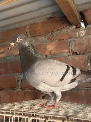 Sabji Racer Male Pigeon
