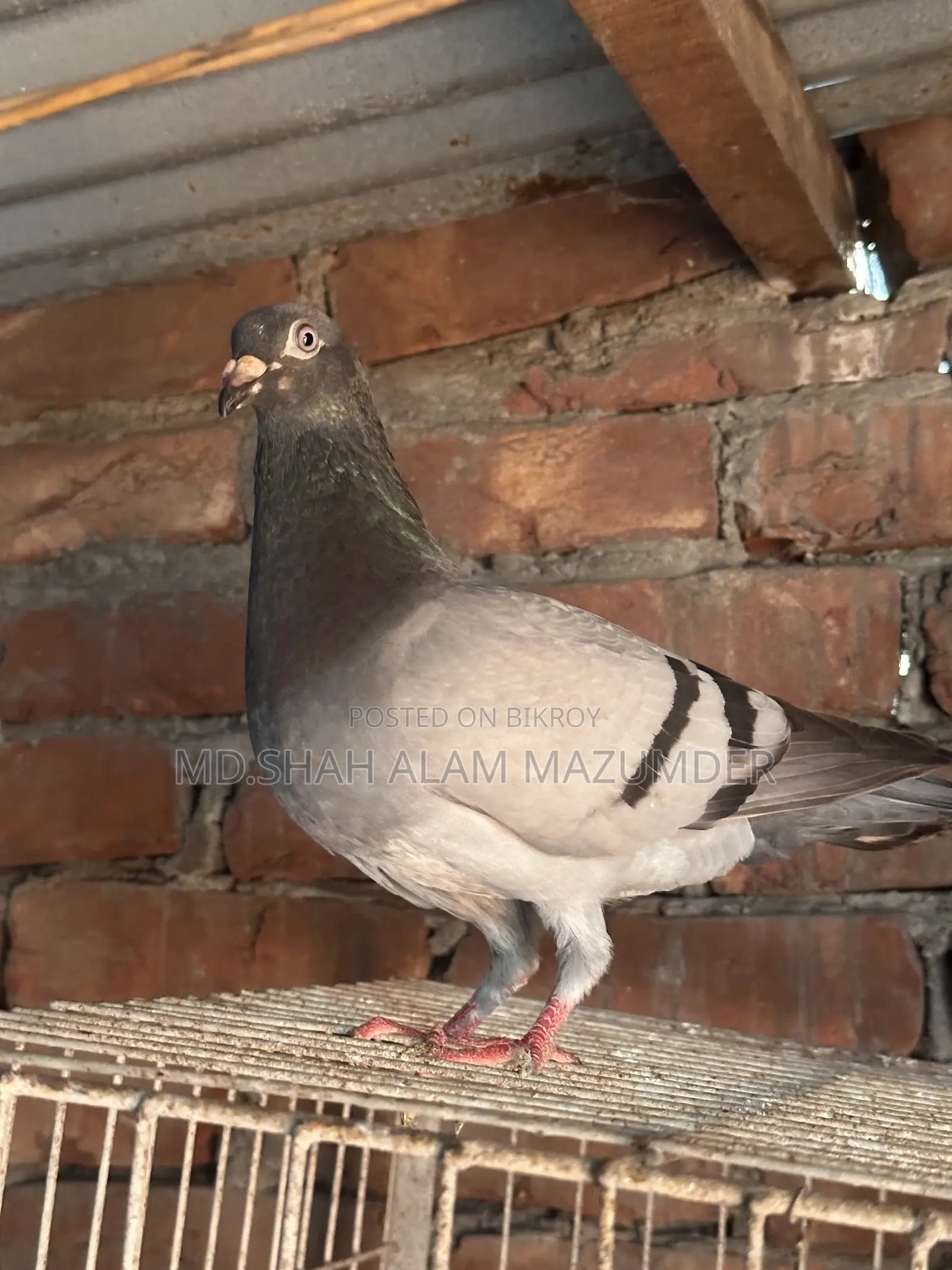 Sabji Racer Male Pigeon