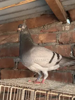 Sabji Racer Male Pigeon