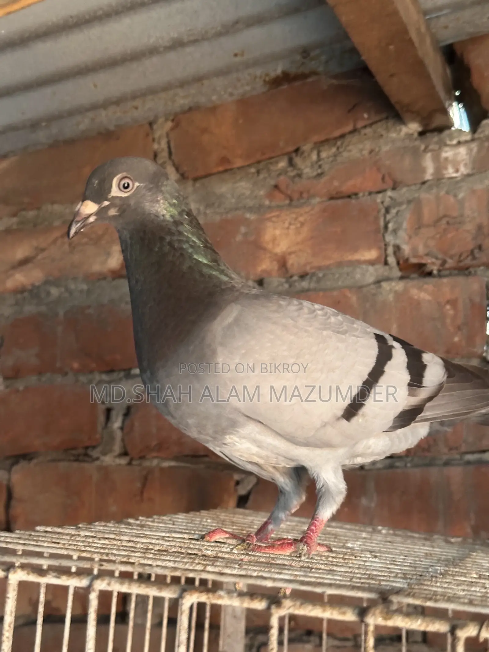 Sabji Racer Male Pigeon