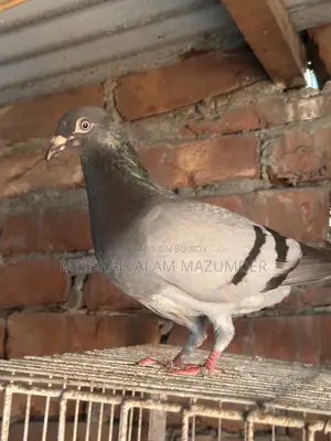 Sabji Racer Male Pigeon