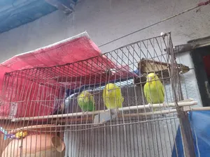 পিস সুস্থ ও অ্যাক্টিভ বাজেগার পাখি বিক্রি হবে