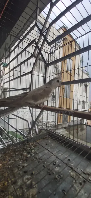 অর্ধ গৃহপালিত ককটেল পাখি বিক্রির জন্য