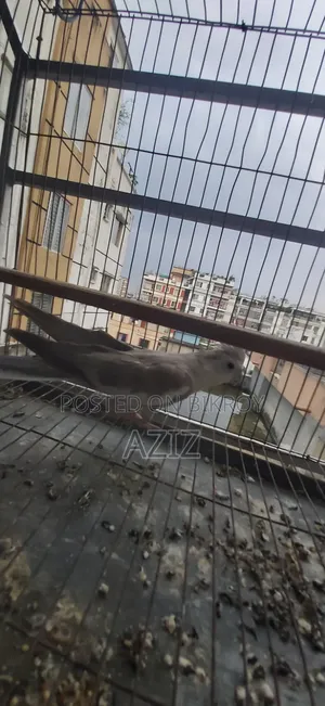অর্ধ গৃহপালিত ককটেল পাখি বিক্রির জন্য