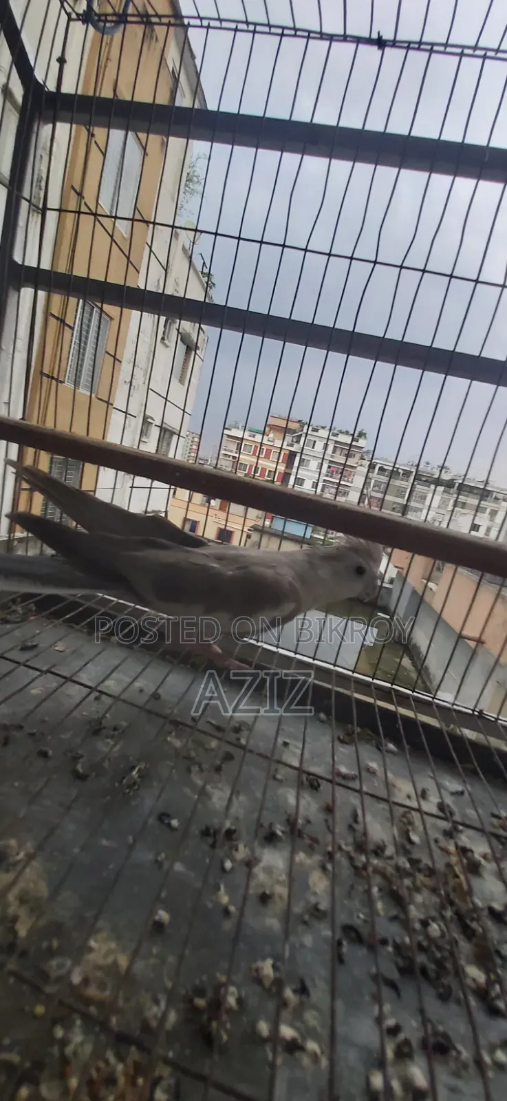 অর্ধ গৃহপালিত ককটেল পাখি বিক্রির জন্য