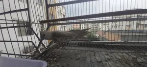 অর্ধ গৃহপালিত ককটেল পাখি বিক্রির জন্য