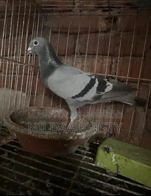 Racer Mail Pigeon