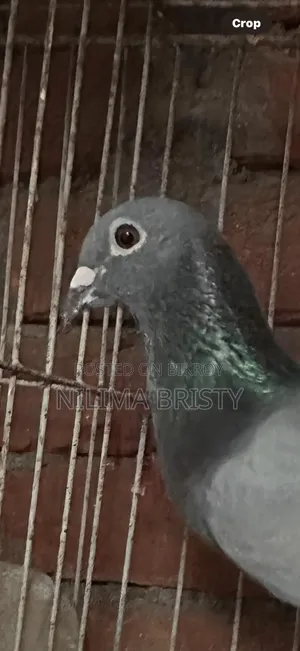 Racer Mail Pigeon