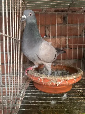 Racer Mail Pigeon
