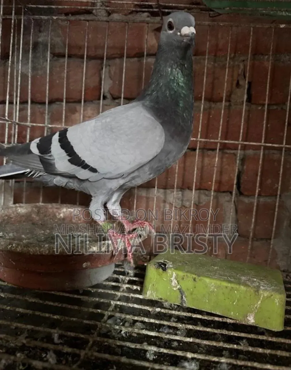 Racer Mail Pigeon