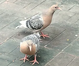 ফেন্সি কবুতর বেবি প্লেয়ার