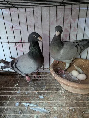 Germany Beauty Homer Running Pair