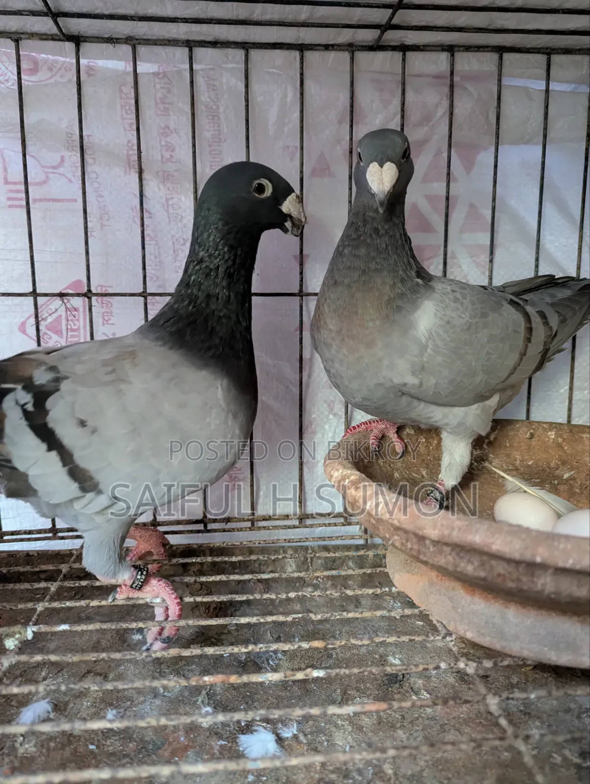 Germany Beauty Homer Running Pair