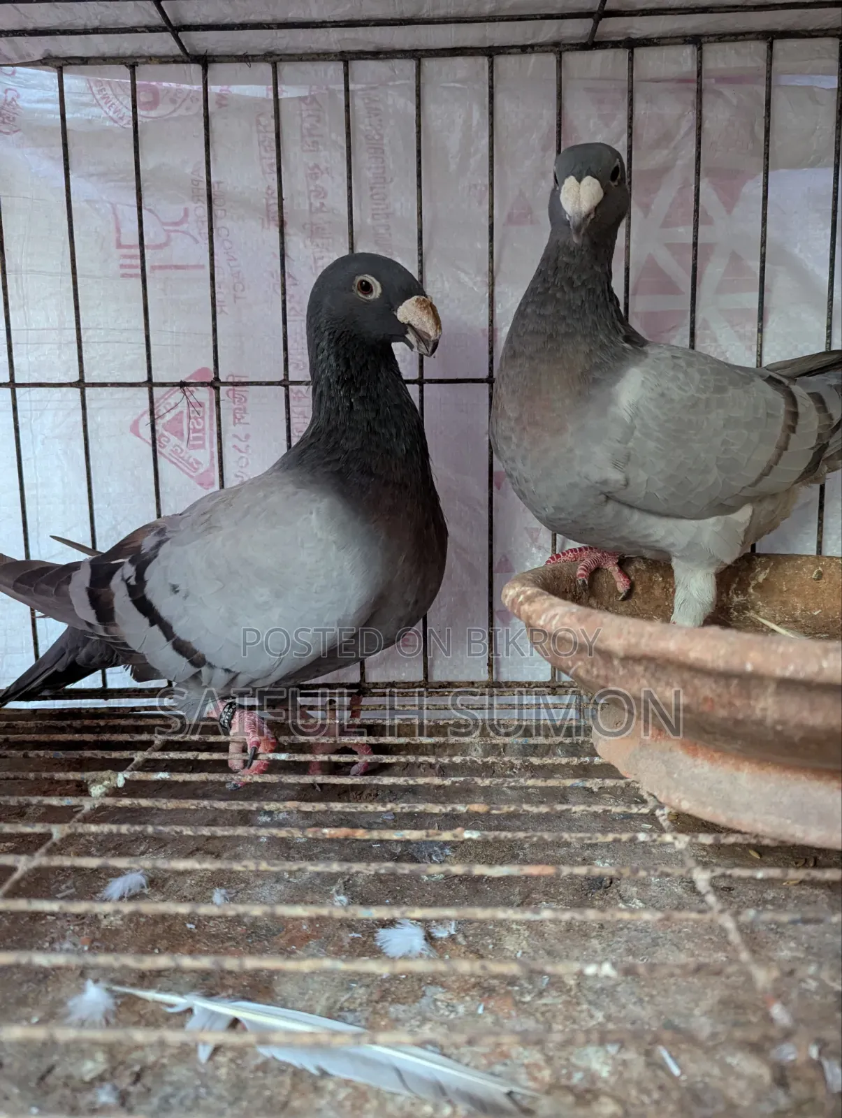 Germany Beauty Homer Running Pair