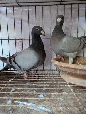 Germany Beauty Homer Running Pair