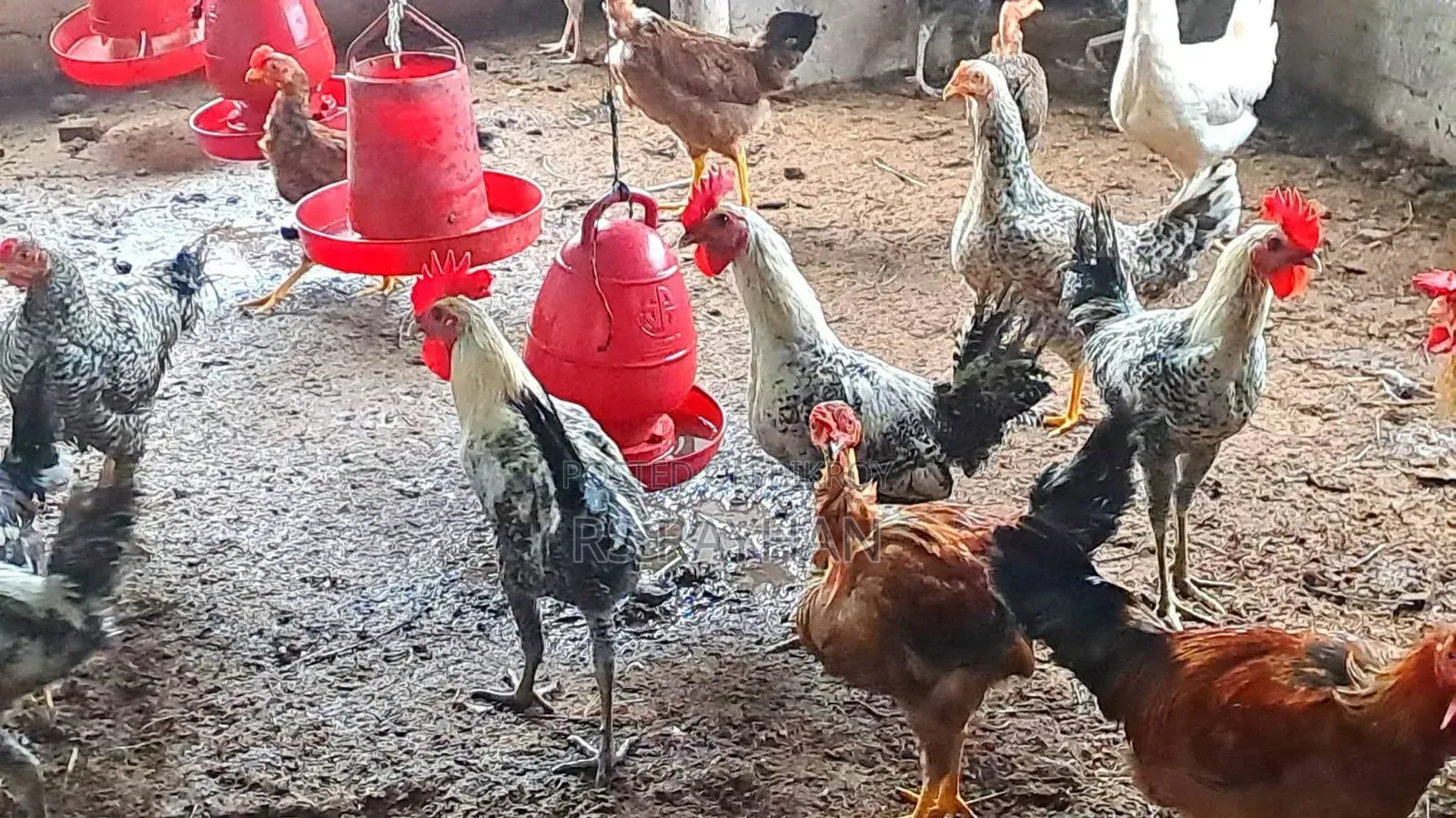 সুধু ফাওমি মোরগ বিক্রি করা হবে।