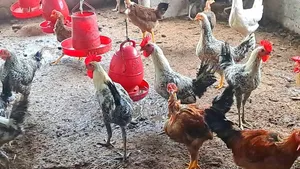 সুধু ফাওমি মোরগ বিক্রি করা হবে।
