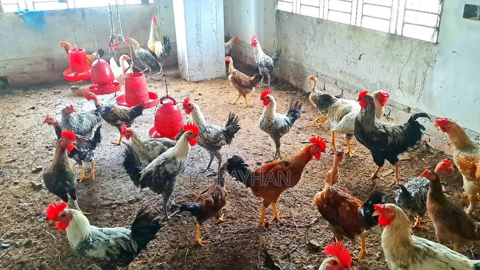 সুধু ফাওমি মোরগ বিক্রি করা হবে।
