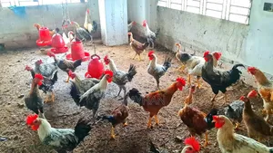 সুধু ফাওমি মোরগ বিক্রি করা হবে।