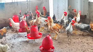 সুধু ফাওমি মোরগ বিক্রি করা হবে।