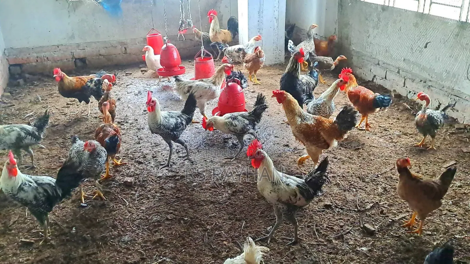 সুধু ফাওমি মোরগ বিক্রি করা হবে।