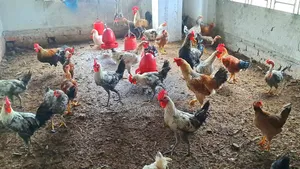 সুধু ফাওমি মোরগ বিক্রি করা হবে।