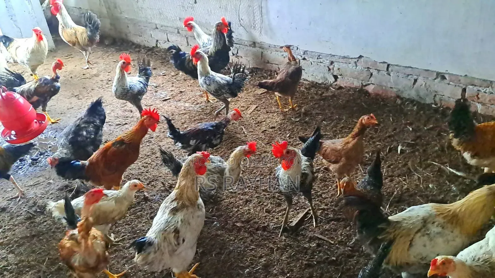 সুধু ফাওমি মোরগ বিক্রি করা হবে।