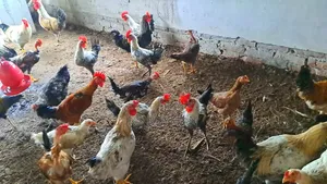 সুধু ফাওমি মোরগ বিক্রি করা হবে।