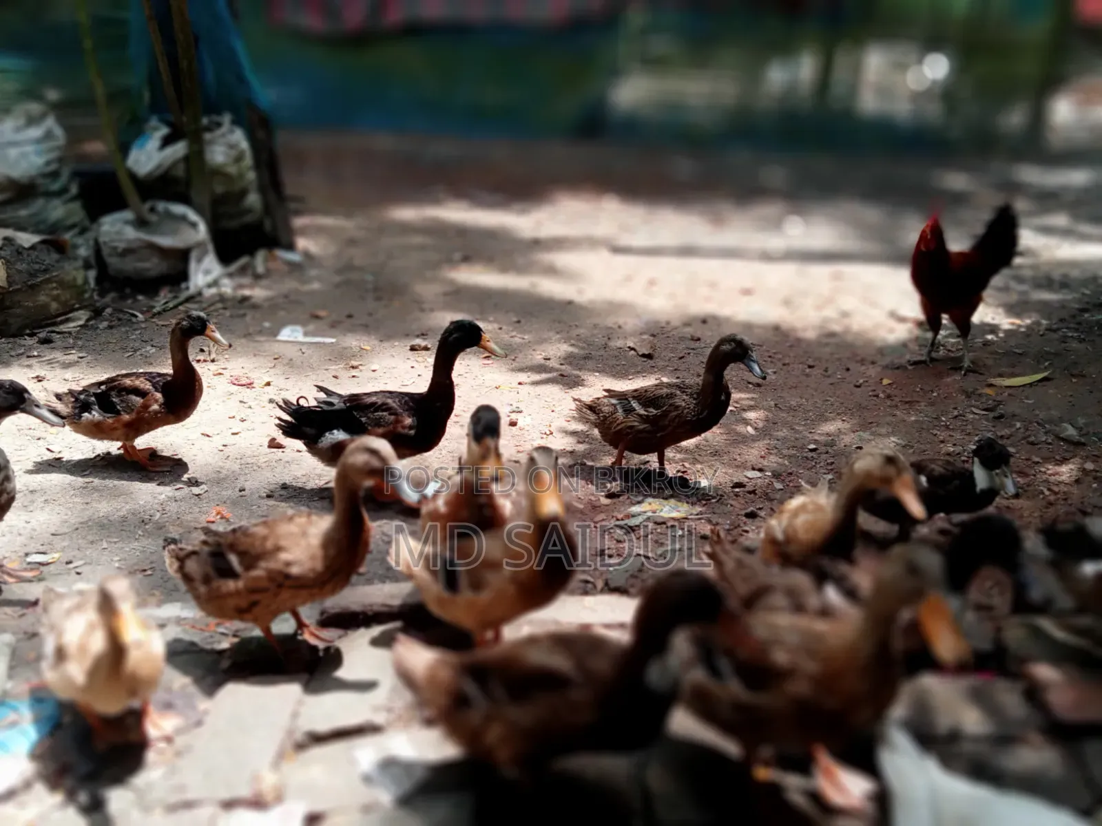 Native Ducks 12 Pieces