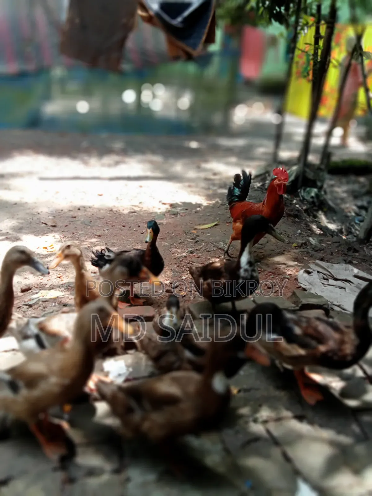 Native Ducks 12 Pieces