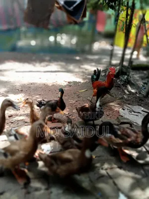Native Ducks 12 Pieces