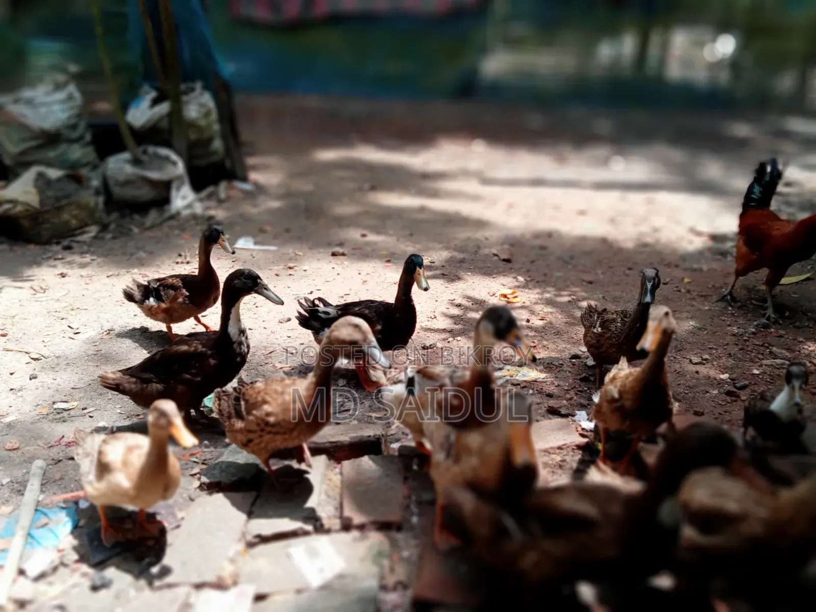 Native Ducks 12 Pieces